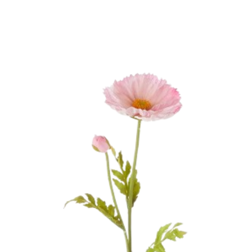 Poppy Stem