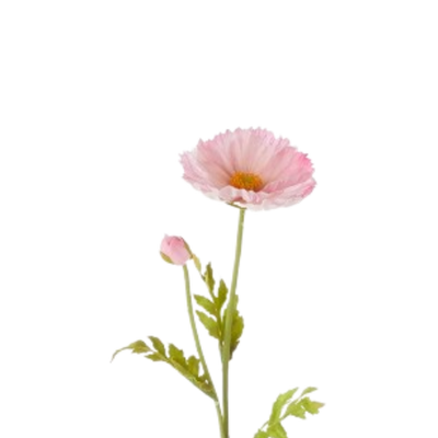 Poppy Stem