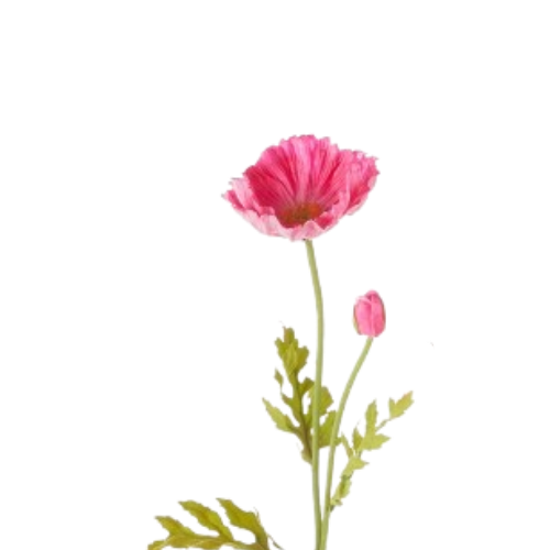 Poppy Stem