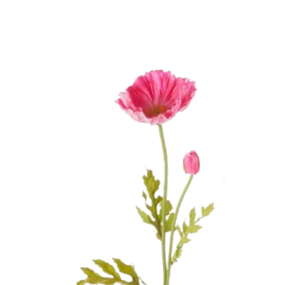 Poppy Stem