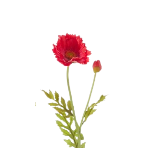 Poppy Stem