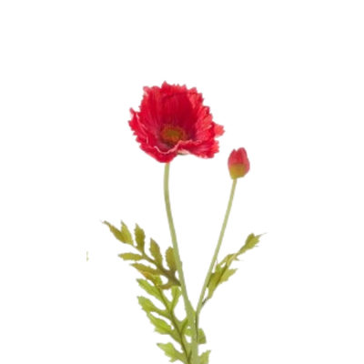 Poppy Stem