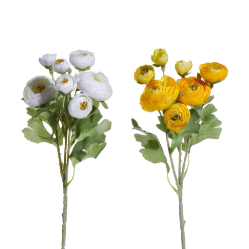 Ranunculus Spray, white/yellow