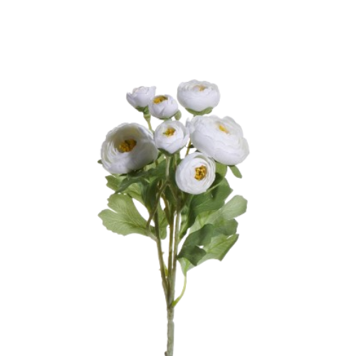 Ranunculus Spray, white/yellow