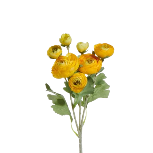 Ranunculus Spray, white/yellow