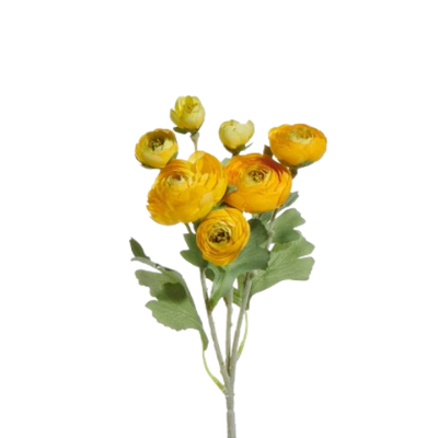 Ranunculus Spray, white/yellow