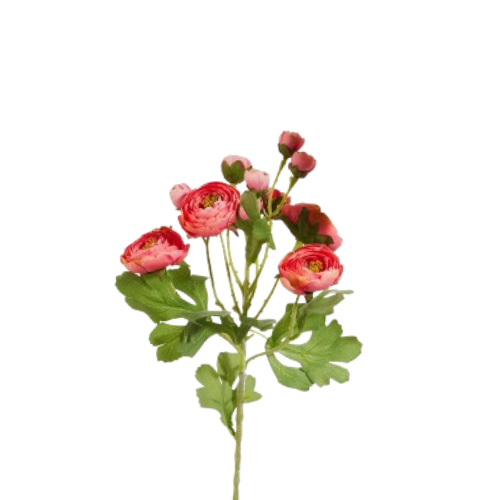 Ranunculus Spray, pink/orange