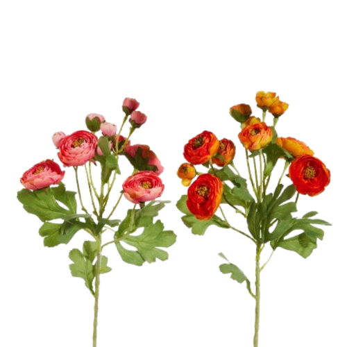 Ranunculus Spray, pink/orange