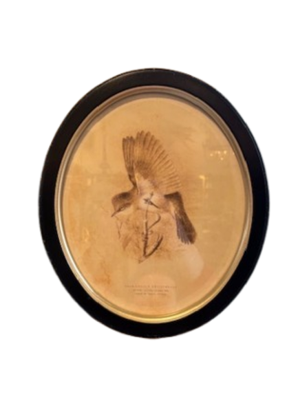 Framed Bird Print, oval