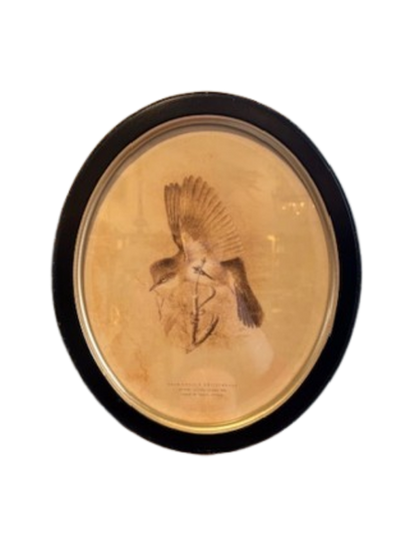 Framed Bird Print, oval