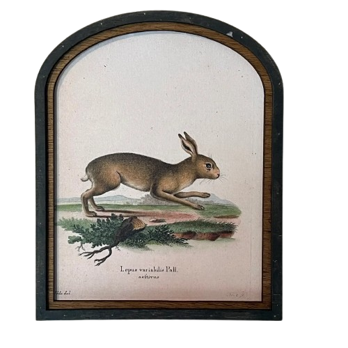 Arched Framed Rabbit Print