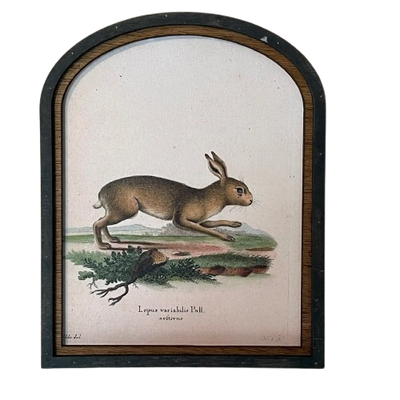 Arched Framed Rabbit Print