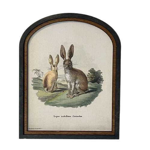 Arched Framed Rabbit Print