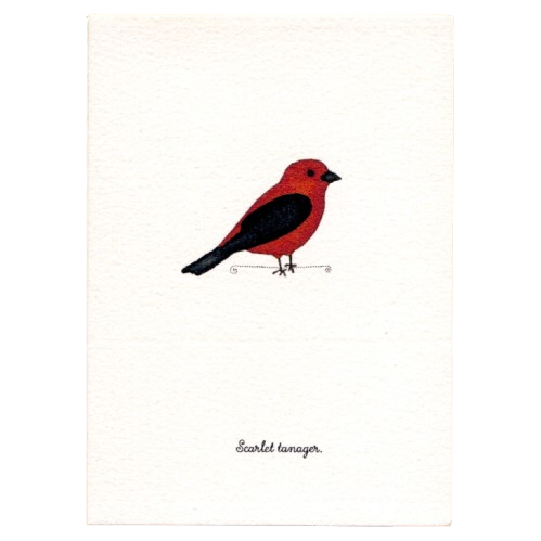 Tiny Boxed Cards - Birds