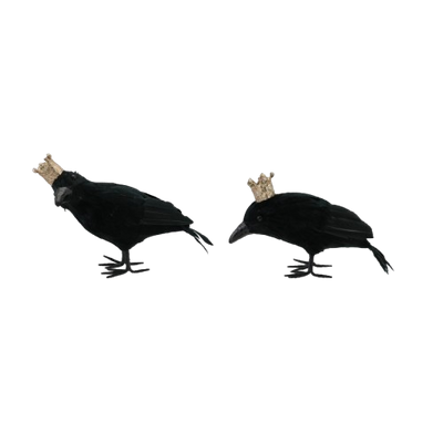 Crowned Crow