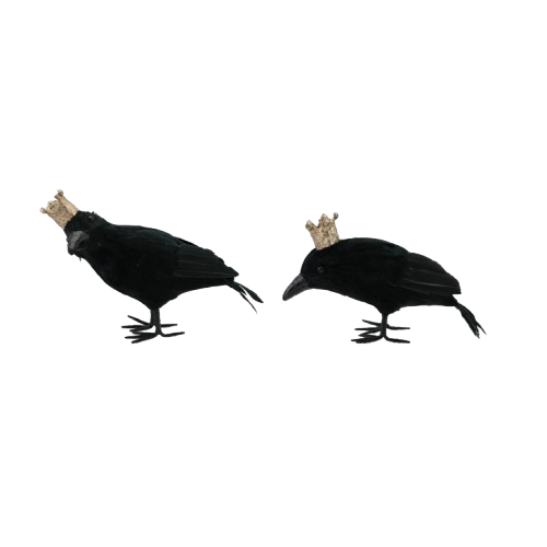 Crowned Crow