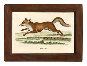 Red Fox Print