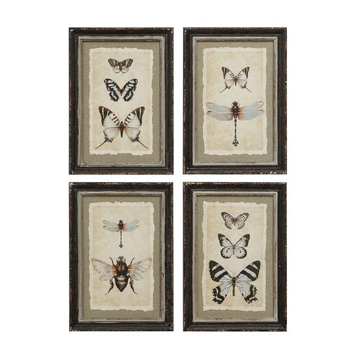 Framed Insect/Butterfly Print