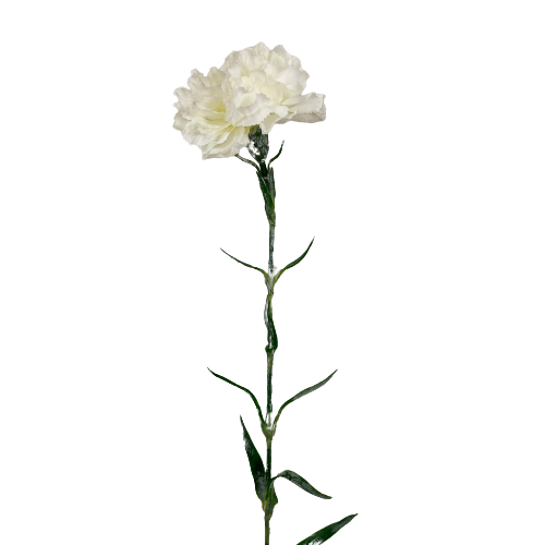 White Carnation Stem