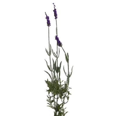 Lavender Stem