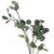 Eucalyptus Spray