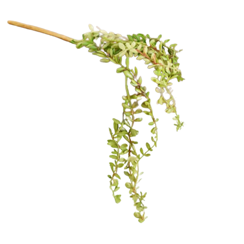 Mini Hanging Succulent